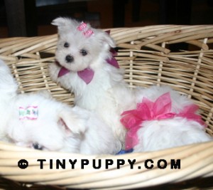 teacup Maltese, maltese puppies for sale