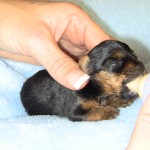 Click Here to See our available Yorkie Puppies for Sale.
