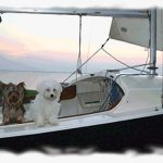 One of our Teacup Yorkies & Maltese puppies enjoying some time on the water