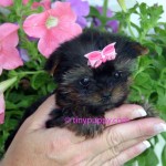 micro Yorkshire Terrier puppy for sale