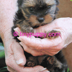 Micro yorkie puppies for sale