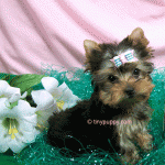 teacup yorkies puppies for sale