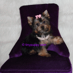 tinypuppy, teacup Yorkshire Terrier