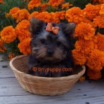 Tiny Yorkie Puppy