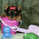 teacup yorkie puppy for sale, yorkie, yorkshire terrier