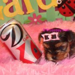 yorkie small as a coke can