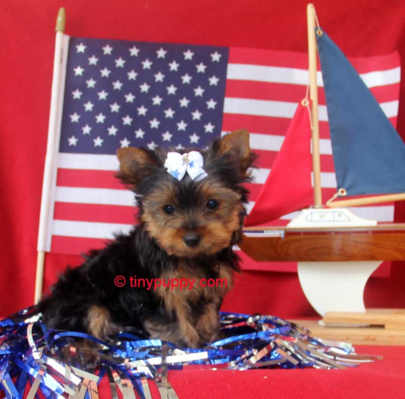 teacup yorkie
