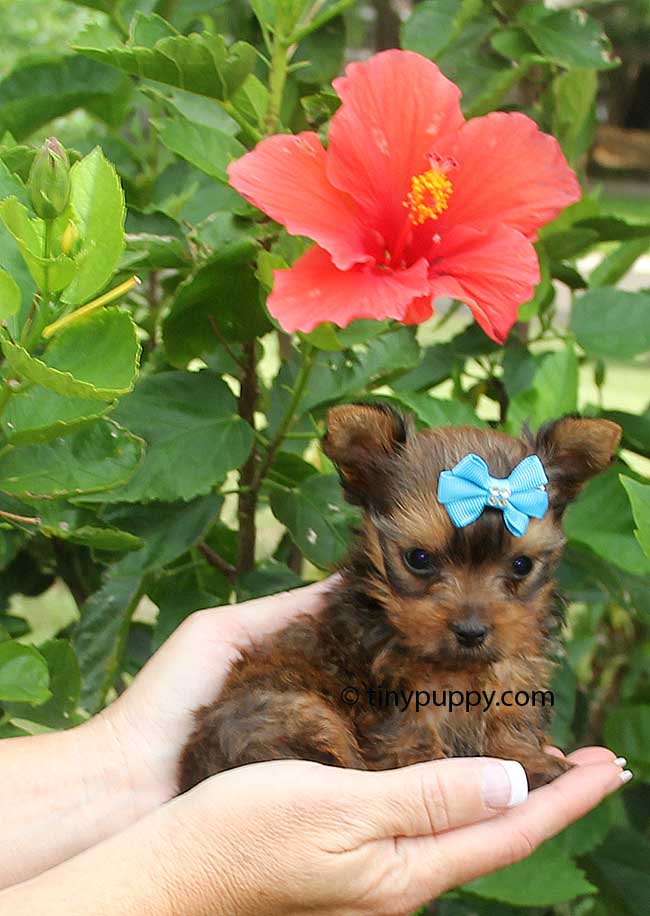 Micro Golden Sable Yorkie – Tiny Reese | tinypuppy.com