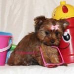 teacup-sable-yorkie-puppy