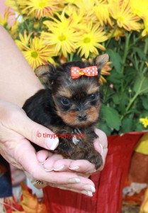 Micro Yorkshire Terrier, teacup Yorkie, tinypuppy.com