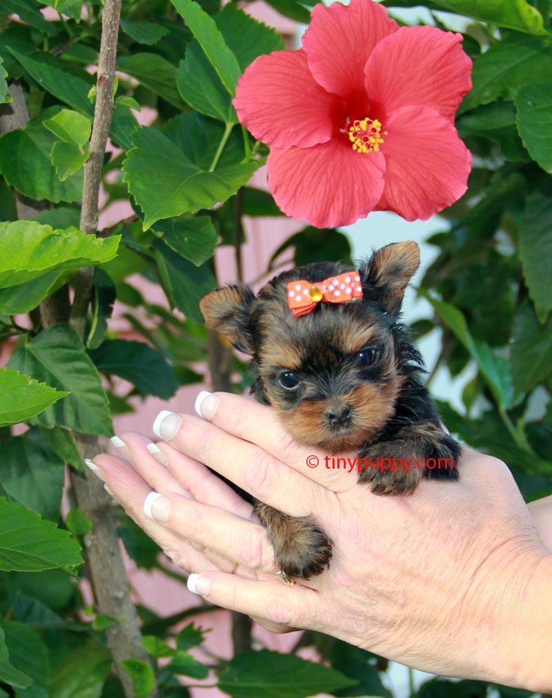 Micro Baby Yorkie Tia Rose | tinypuppy.com