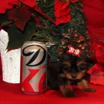 Micro yorkshire Terrier, Teacup Yorkie puppy, tinypuppy, tiny yorkie