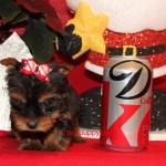 micro yorkie, teacup yorkie, micro yorkshire terrier, tinypuppy