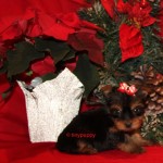 Micro yorkshire Terrier, Teacup Yorkie puppy, tinypuppy, tiny yorkie