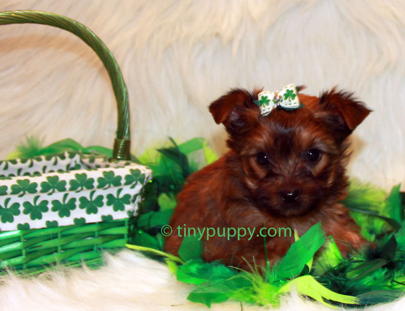 Sable Yorkie | Tinypuppy