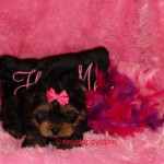 teacup puppy, tiny puppy, teacup yorkshire terrier