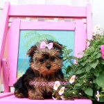 teacup puppy, tiny puppy, teacup yorkshire terrier
