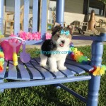 AKC Parti Yorkshire Terrier, Parti Yorkie, Parti Yorkie for sale