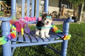 AKC Parti Yorkshire Terrier, Parti Yorkie, Parti Yorkie for sale