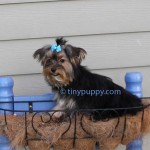 teacup yorkshire terrier, tinypuppy, tiny puppy, yorkshire Terrier