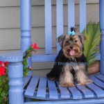 teacup yorkshire terrier, tinypuppy, tiny puppy, yorkshire Terrier