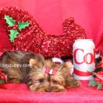 Micro yorkshire terrier, micro yorkie, teacup yorkie, christmas puppy, tinypuppy