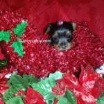 teacup yorkie puppy, tinypuppy, tiny yorkie, yorkshire terrier