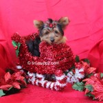 teacup yorkie, tiny puppy, yorkshire terrier puppy, teacup yorkshire terrier puppy