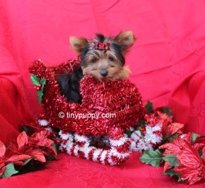 teacup yorkie, tiny puppy, yorkshire terrier puppy, teacup yorkshire terrier puppy