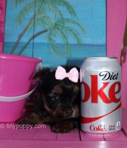 Black and Tan Yorkie puppy for sale, Toy Yorkie, tinypuppy