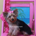 teacup yorkie, parti yorkie bloodline, blue and gold yorkie, juvenile yorkie for sale