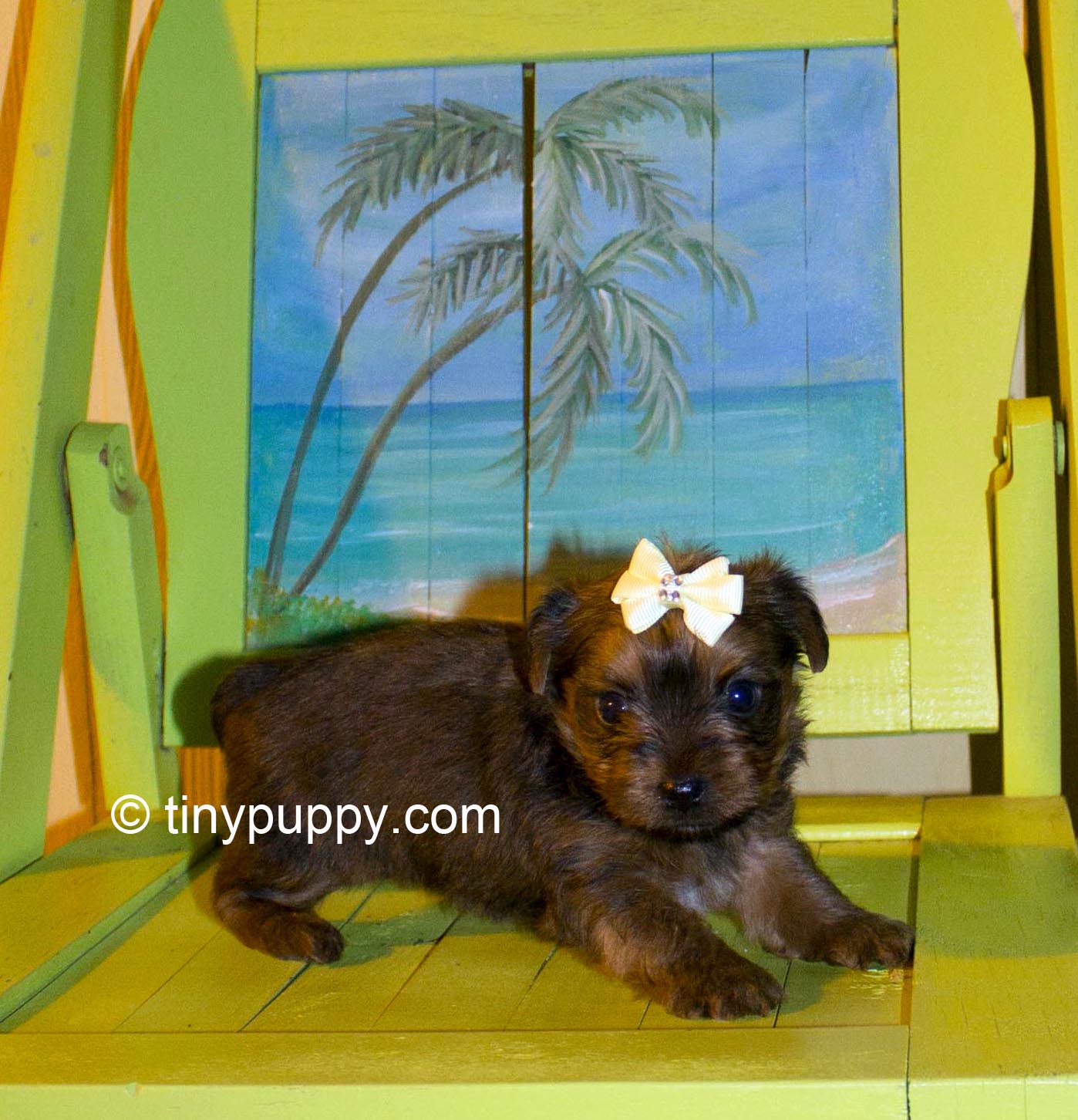 Little Kibbles Golden Sable Chocolate Yorkie | tinypuppy.com