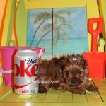 Teacup Yorkie, tinypuppy, Teacup golden Yorkie Puppy