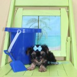 teacup yorkie puppy, micro yorkie puppy, tinypuppy, teacup yorkshire terrier