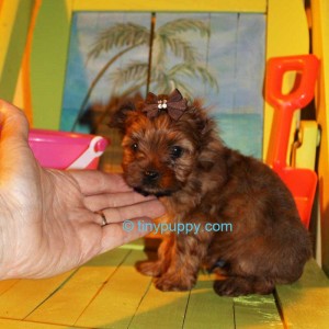 Teacup Yorkie, tinypuppy, Teacup golden Yorkie Puppy