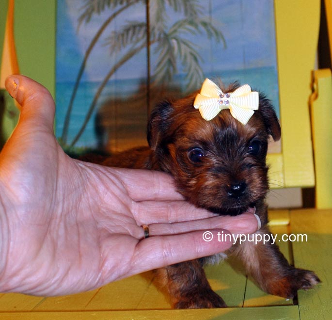 Little Kibbles Golden Sable Chocolate Yorkie | tinypuppy.com