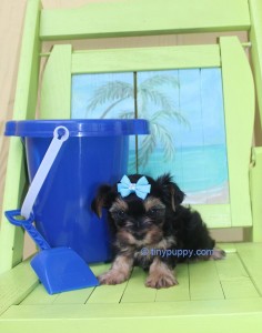 teacup yorkie puppy, micro yorkie puppy, tinypuppy, teacup yorkshire terrier