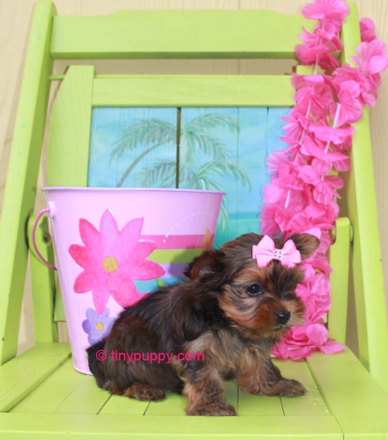 Coco Pari – Micro Dark Chocolate Yorkie | tinypuppy.com