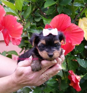 susie q baby yorkie