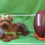 Chocolate Yorkie, Golden Sable Yorkie, Toy Yorkshire Terrier