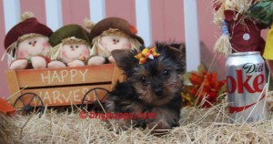 Micro Yorkie, teacup Yorkie, tiny yorkie, Yorshire terrier girl, tiny puppy