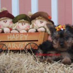 Micro Yorkie, teacup Yorkie, tiny yorkie, Yorshire terrier girl, tiny puppy
