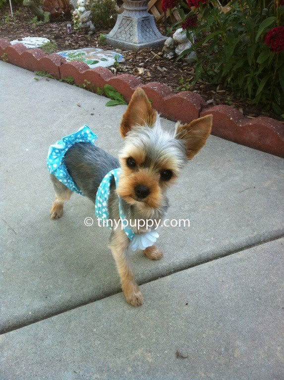 Yorkie Haircuts And Hairstyles Tinypuppy