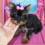 black and tan teacup yorkie, Chocolate teacup yorkie, golden sable yorkshire terrier, micro yorkie puppy, teacup Yorkie Puppy