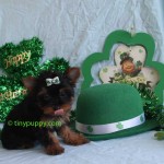 black and tan teacup yorkie, Chocolate teacup yorkie, golden sable yorkshire terrier, micro yorkie puppy, teacup Yorkie Puppy