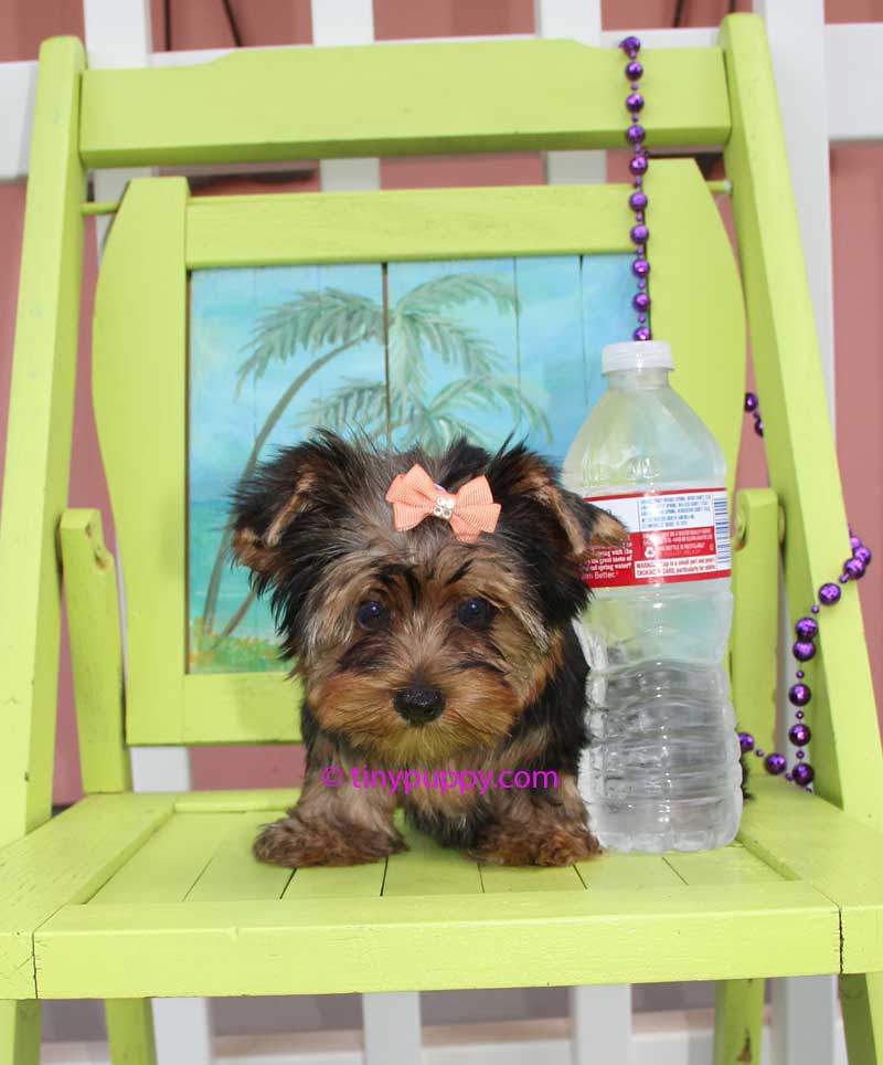 Black and Tan yorkshire terrier puppy, micro yorkie