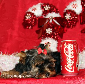 teacup yorkie, little yorkshire terrier, tinypuppy, parti yorkie