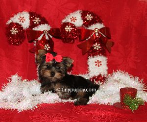 Christmas puppy, yorkshire terrier, little yorkie puppy, teacup yorkie, tinypuppy