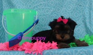 teacup puppy, teacup yorkshire terrier, Little yorkie, black and tan yorkie