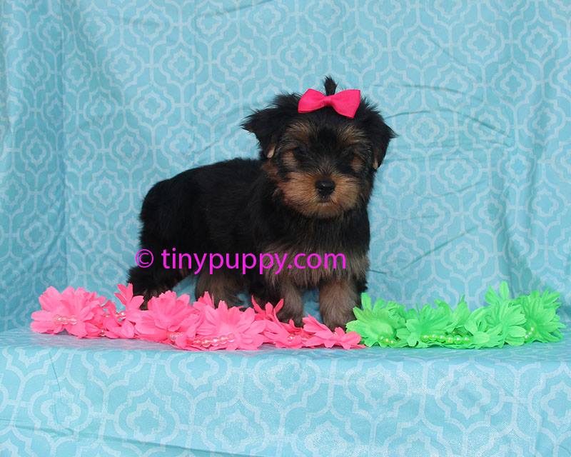 teacup puppy, teacup yorkshire terrier, Little yorkie, black and tan yorkie